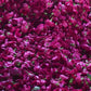 Vetiver & Rose Hair Shampoo