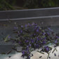 Rosemary Hair Shampoo