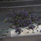 Rosemary Hair Oil